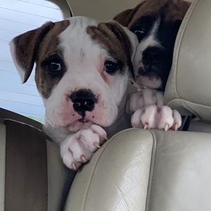 Meet your Posher, Layla